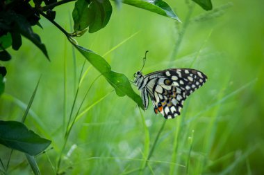 Papilio Kelebeği ya da Papilio Kelebeği çiçek bitkilerinin üzerinde doğal ortamında dinlenen yumuşak yeşil bir arka planda Papilio Kelebeği ya da yaygın limon Kelebeği çiçeklerin kanatlarını çırpar, Macro resmi