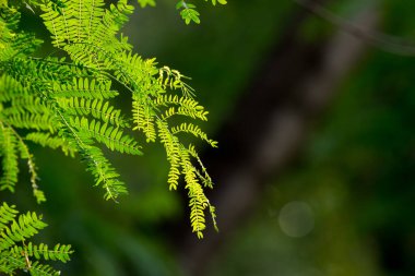  Güneş ışığını yansıtan yapraklar gün boyunca karanlık bir arkaplanda