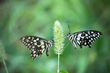 Papilio Kelebeği ya da Papilio Kelebeği çiçek bitkilerinin üzerinde doğal ortamında dinlenen yumuşak yeşil bir arka planda Papilio Kelebeği ya da yaygın limon Kelebeği çiçeklerin kanatlarını çırpar, Macro resmi