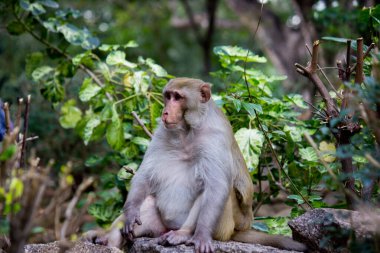  Rhesus makakları, kırmızı yüzlü ve arkalı maymunlar ya da kahverengi primatlar olarak bilinen Macaca veya Mullata maymunlarıdır.