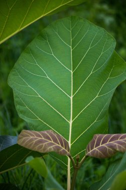  Tropikal yağmur ormanları yaprak bitkileri (eğreltiotu, yeşil yapraklar, fildişi ve tropik bitki yaprakları) yumuşak arka planda tropikal bahçede, yeşil çeşitlendirilmiş yaprak desenli orman arka planında. fotosentez ve sapı, çekim sistemi