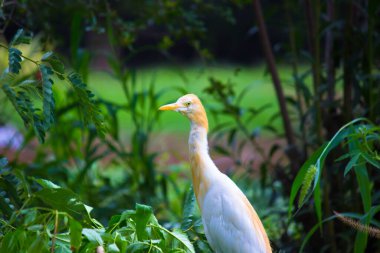 Egret Sığırı ya da Bubulcus Ibis olarak da bilinir. Böcek ve haşere için bitkilerin yakınında sıkıca durur.