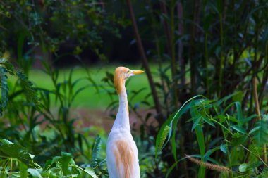 Egret Sığırı ya da Bubulcus Ibis olarak da bilinir. Böcek ve haşere için bitkilerin yakınında sıkıca durur.