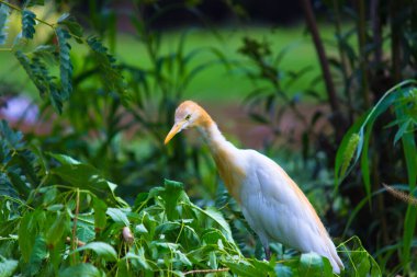Egret Sığırı ya da Bubulcus Ibis olarak da bilinir. Böcek ve haşere için bitkilerin yakınında sıkıca durur.