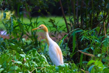 Egret Sığırı ya da Bubulcus Ibis olarak da bilinir. Böcek ve haşere için bitkilerin yakınında sıkıca durur.