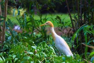 Egret Sığırı ya da Bubulcus Ibis olarak da bilinir. Böcek ve haşere için bitkilerin yakınında sıkıca durur.