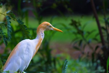 Egret Sığırı ya da Bubulcus Ibis olarak da bilinir. Böcek ve haşere için bitkilerin yakınında sıkıca durur.