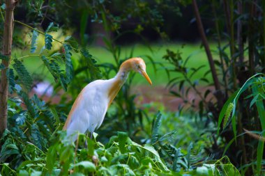 Egret Sığırı ya da Bubulcus Ibis olarak da bilinir. Böcek ve haşere için bitkilerin yakınında sıkıca durur.