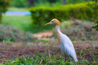Egret Sığırı ya da Bubulcus Ibis olarak da bilinir. Böcek ve haşere için bitkilerin yakınında sıkıca durur.