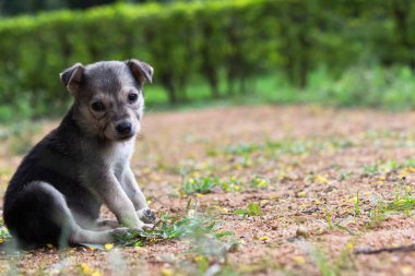 Yaz parkında poz veren ve kameraya bakan sevimli beyaz köpek yavrusu yaz günü bitkilerin arasında oturuyor. Yakın plan. Hayvan bakımı kavramı doğa geçmişi