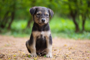 Yaz parkında poz veren ve kameraya bakan sevimli beyaz köpek yavrusu yaz günü bitkilerin arasında oturuyor. Yakın plan. Hayvan bakımı kavramı doğa geçmişi