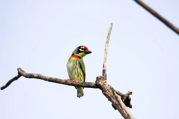Coppersmith Barbet Resting Tree Branch Long Flight — Stock Photo, Image