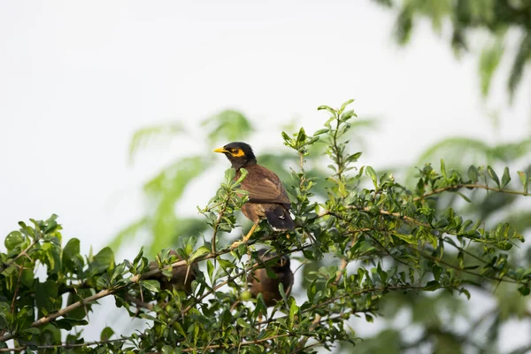 Myna Zwyczajna Lub Myna Indyjska Aka Acridotheres Tristis Najczęściej Pisane — Zdjęcie stockowe