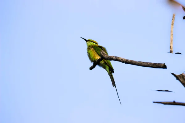 Yeşil Arı Yiyici Merops Orientalis Ağaç Dalında Oturan Küçük Yeşil — Stok fotoğraf