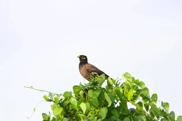 Common Myna Indian Myna Aka Acridotheres Tristis Most Times Spelled — Stock Photo, Image