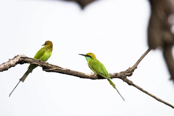 Abelha Comedor Verde Merops Orientalis Também Conhecido Como Pouco Abelha — Fotografia de Stock