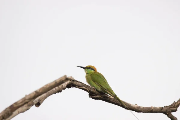 Abelha Comedor Verde Merops Orientalis Também Conhecido Como Pouco Abelha — Fotografia de Stock