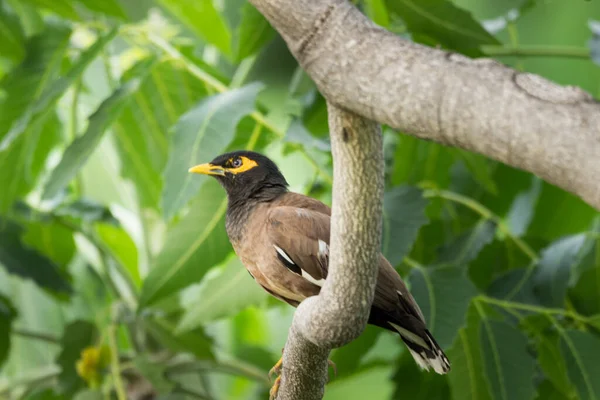 Myna Zwyczajna Lub Myna Indyjska Aka Acridotheres Tristis Najczęściej Pisane — Zdjęcie stockowe