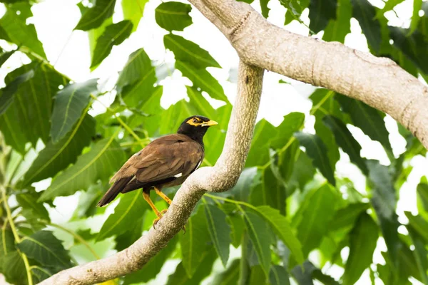 Common Myna Indian Myna Aka Acridotheres Tristis Most Times Spelled — Stock Photo, Image