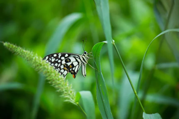 Papilio Demoleus Est Papillon Commun Tilleul Hirondelle Largement Répandu Est — Photo