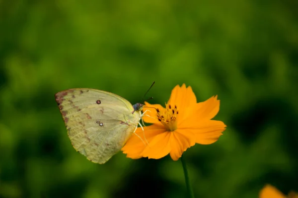 Papillon Herbe Jaune Reposant Sur Feuille Printemps Dans Jardin — Photo