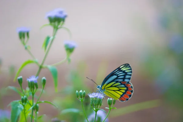 Papillon Indien Jezebel Delias Eucharis Reposant Sur Les Plantes Fleurs — Photo