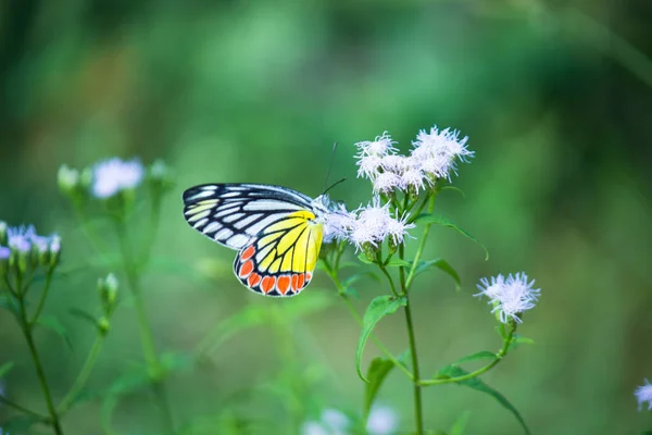 春天的时候 印度的吉泽贝尔蝴蝶 Delias Eucharis 栖息在花木上 — 图库照片