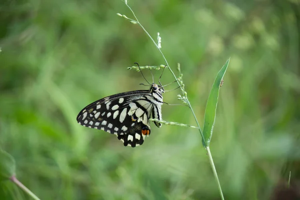 Papilio Papillon Papillon Commun Chaux Reposant Sur Les Plantes Fleur — Photo