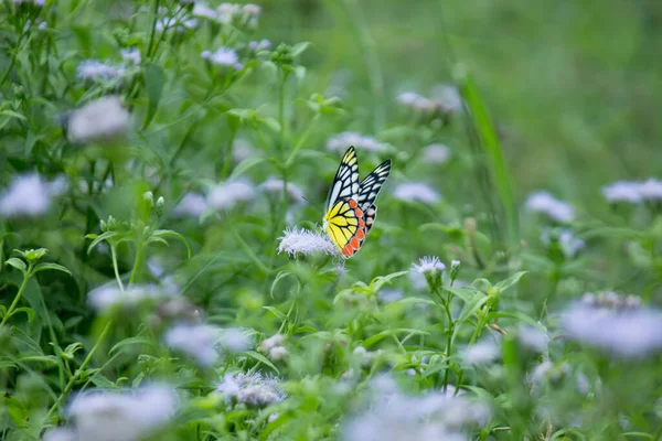 春天的时候 印度的吉泽贝尔蝴蝶 Delias Eucharis 栖息在花木上 — 图库照片
