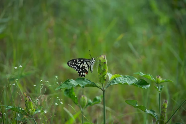 Бабочка Papilio Бабочка Common Lime Бабочка Покоится Цветочных Растений Естественной — стоковое фото