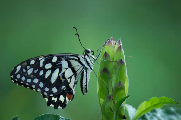 Papilio Schmetterling Oder Der Gemeine Lindenfalter Der Sich Auf Den — Stockfoto