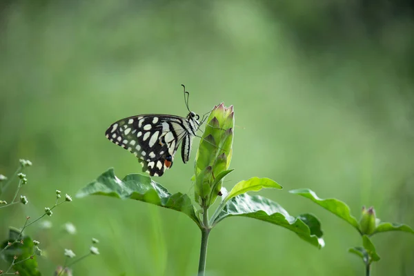 Papilio Papillon Papillon Commun Chaux Reposant Sur Les Plantes Fleur — Photo