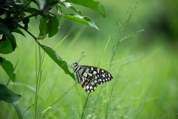 Papilio Schmetterling Oder Der Gemeine Lindenfalter Der Sich Auf Den — Stockfoto