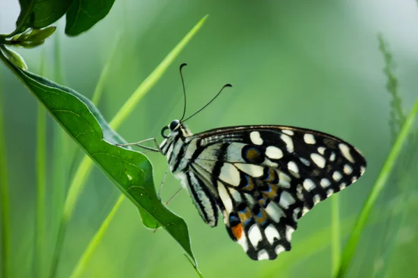 Mariposa Papilio Mariposa Común Lima Descansando Sobre Las Plantas Flores — Foto de Stock