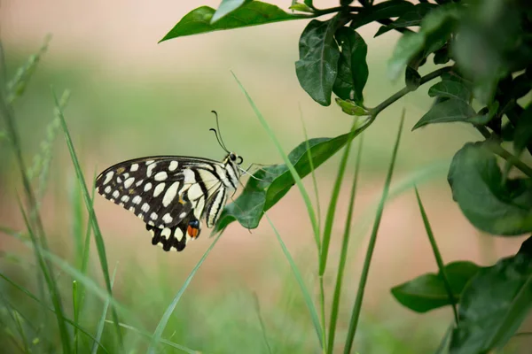 Papilio Butterfly Common Lime Butterfly Resting Flower Plants Its Natural — Stock Photo, Image
