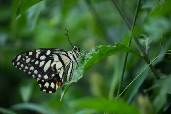 Borboleta Papilio Borboleta Limão Comum Descansando Sobre Plantas Flores Seu — Fotografia de Stock