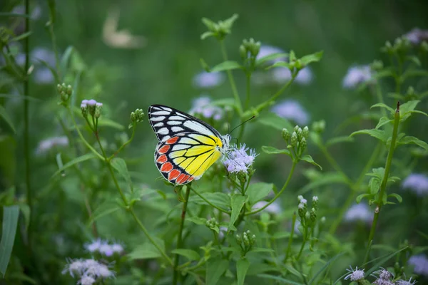 Borboleta Indiana Jezebel Delias Eucharis Descansando Sobre Plantas Flores Durante — Fotografia de Stock