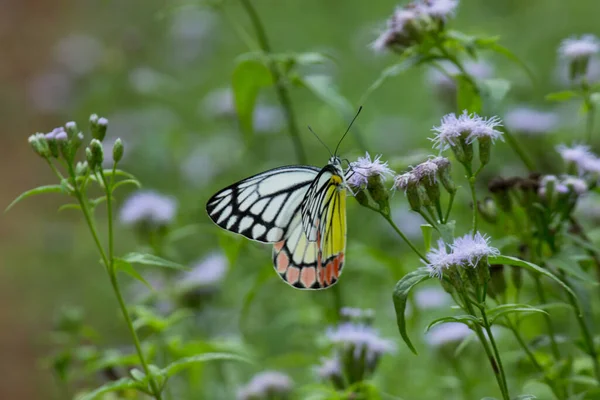 Der Indische Isebel Schmetterling Oder Delias Eucharis Der Sich Während — Stockfoto