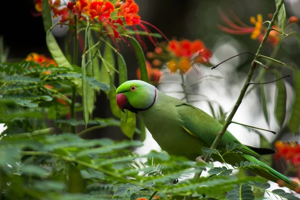 Retrato Bonito Rose Ringed Parakeet Também Conhecido Como Papagaio Verde — Fotografia de Stock