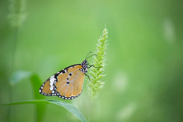 Gros Plan Des Papillons Tigre Des Prairies Danaus Chrysippus Reposant — Photo