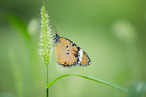 Gros Plan Des Papillons Tigre Des Prairies Danaus Chrysippus Reposant — Photo