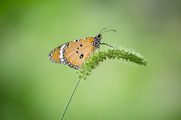 Plain Tiger Danaus Crisálipo Borboleta Beber Néctar Planta Flor Naturezas — Fotografia de Stock