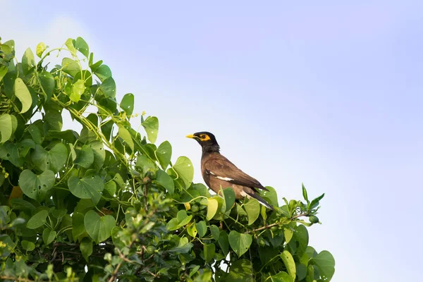 Myna Bird Starling Family Group Passerine Birds Which Native Southern — Stock Photo, Image