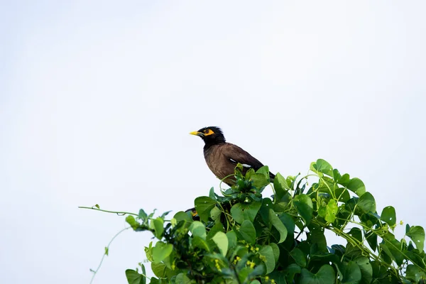 Myna Pták Rodiny Starlingů Jedná Skupinu Papoušků Kteří Pocházejí Jižní — Stock fotografie