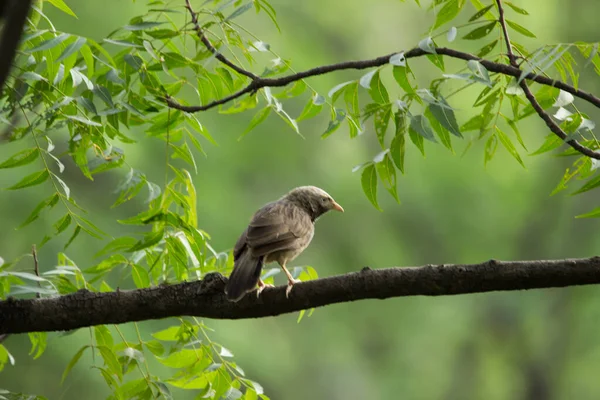 Babbler Dżungli Jest Członkiem Rodziny Leiothrichidae Znalezionych Subkontynencie Indyjskim Ptaki — Zdjęcie stockowe