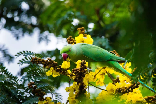 Portret Uroczej Rose Ringed Parakeet Lub Znanej Również Jako Zielona — Zdjęcie stockowe