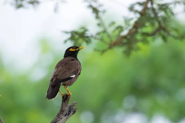 Обыкновенная Myna Acridotheres Tristis Индийская Майна Иногда Пишется Mynah Член — стоковое фото