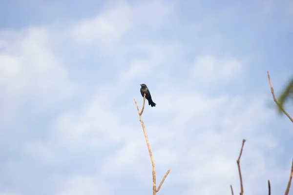 Ein Schwarzer Drongo Auf Der Baumkrone Vor Dem Blauen Himmel — Stockfoto