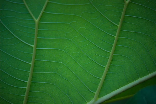 热带热带雨林树叶植物灌木 副林和热带植物叶子 背景柔软 叶型为绿色 叶型多样 光合作用和茎 芽系统 — 图库照片