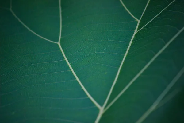 Foresta Pluviale Tropicale Piante Fogliame Cespugli Felci Foglie Verdi Filodendri — Foto Stock